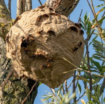Hoornaar nest in de zomer. Een bol, bruin nest.